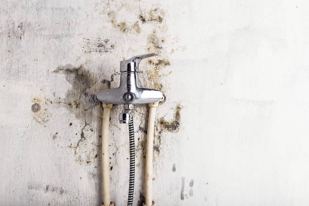 Best Residential Mold Remediation in Bel Air, MD
