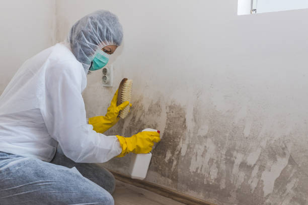Best Bathroom Mold Remediation in Bel Air, MD