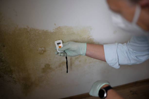 Best Basement Mold Remediation in Bel Air, MD