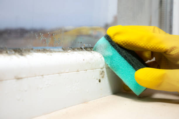 Best Emergency Mold Remediation in Bel Air, MD