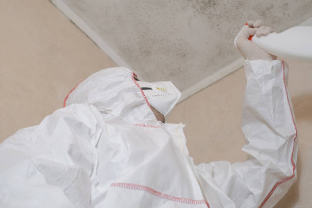 Best Insurance-Related Mold Remediation in Bel Air, MD