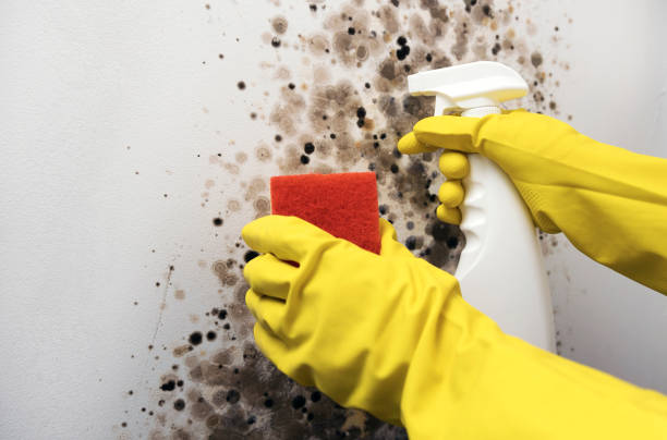 Best Attic Mold Remediation in Bel Air, MD