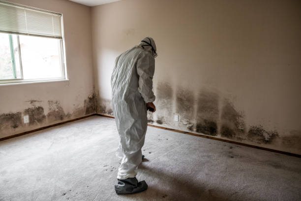 Best Crawl Space Mold Remediation in Bel Air, MD