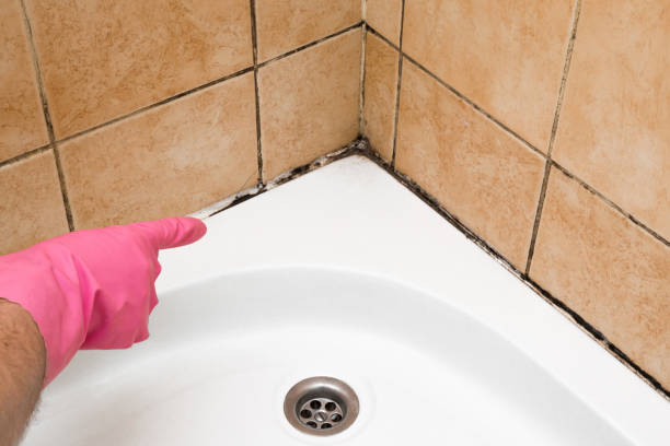 Best Commercial Mold Remediation in Bel Air, MD